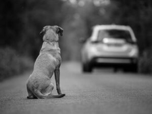 Maltrato y abandono animal suben 70% en Sinaloa por violencia
