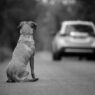 Maltrato y abandono animal suben 70% en Sinaloa por violencia